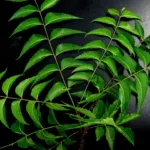 neem plants