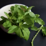 tulsi or holy basil